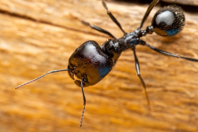 Ant Infestation in NYC Apartments: Spring & Summer Organic Control Guide