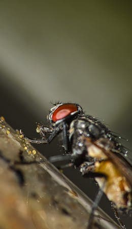 Flies in Homes: Types and How to Prevent Them