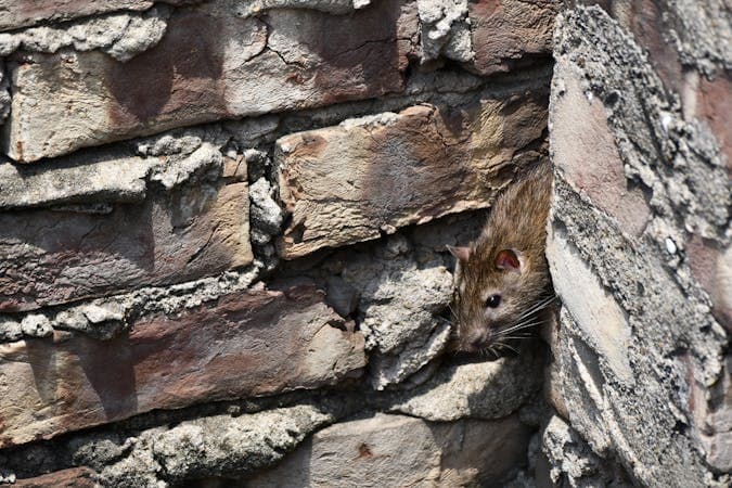 NYC Rats: Why an Infestation Should Worry You (And What to Do)