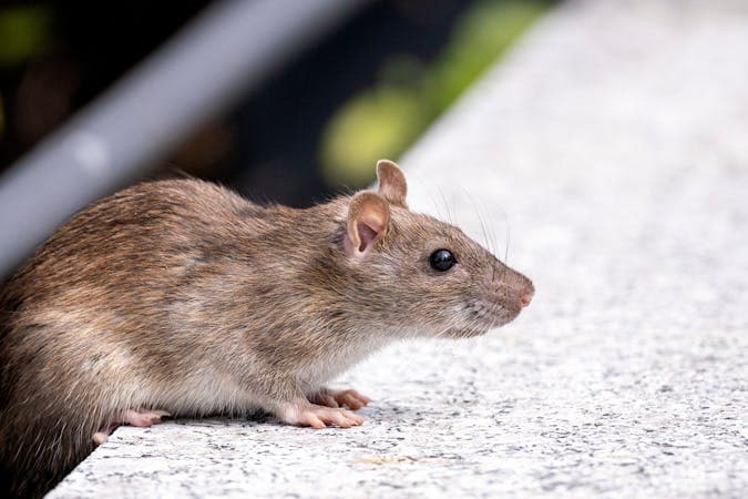 NYC Mouse Exterminator: Signs You Have a Problem and What Organic Treatment Looks Like