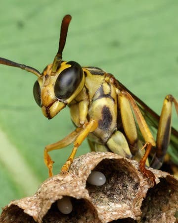 Spring Stinging Insects in NYC: Bees, Wasps & Yellow Jackets