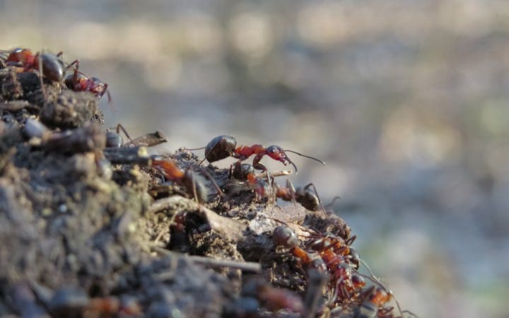 Spring Ant Infestations in the Bronx: What's Invading Your Home