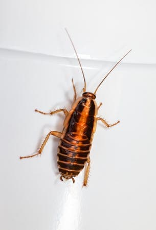 At What Temperature Do Cockroaches Die?
