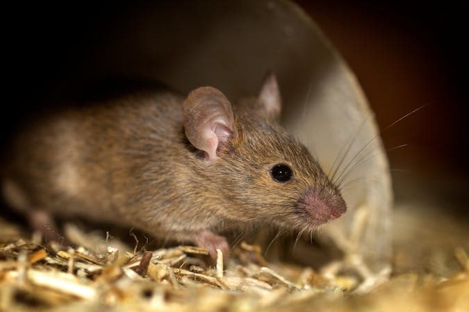 Best Ways to Get Rid of Mice in Your Home (Natural Mouse Repellents)