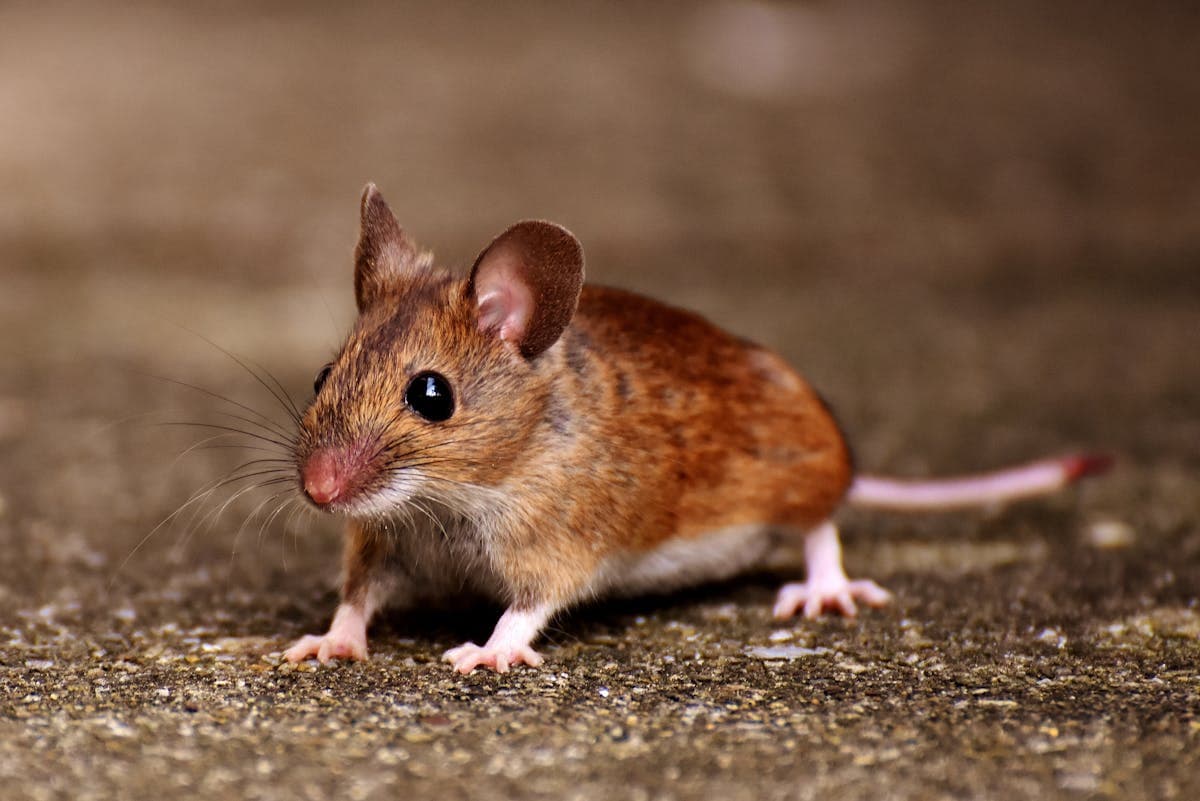 Spring Mice Problems in Brooklyn Brownstones: What You Should Know