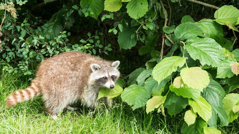 5 Ways to Get Rid of Raccoons