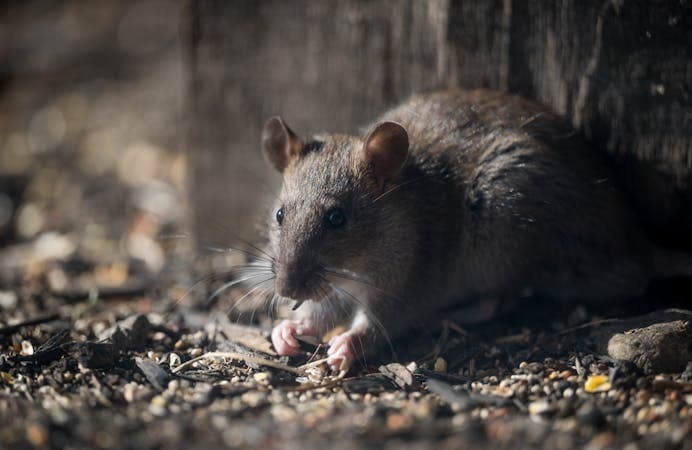 Eliminate Rat Infestation Problem with ContraPest