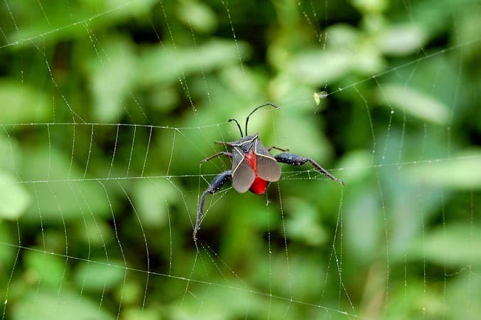 7 Home Remedies to Treat a Spider Bite