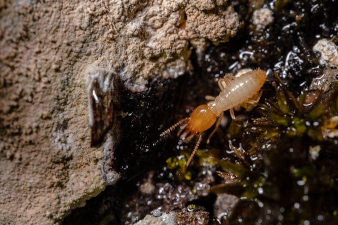 Termite Damage: Warning Signs and Treatment