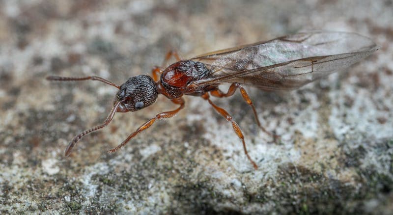 Spring Termite Swarms in Westchester County: What Homeowners Need to Know