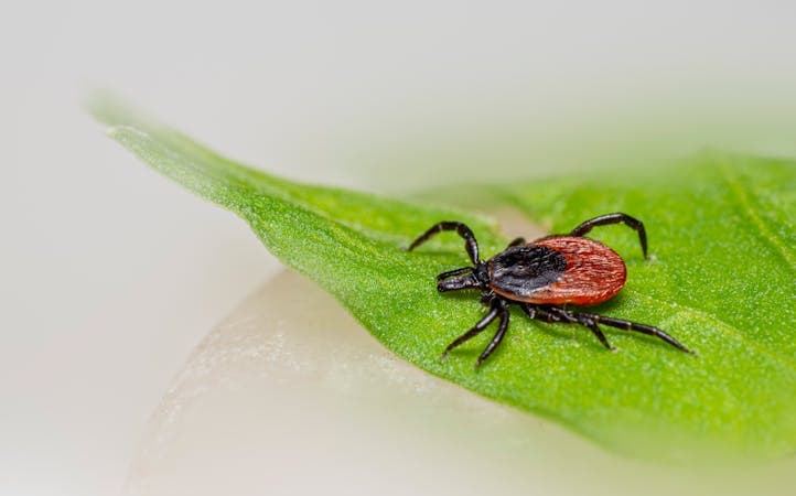Tick Season on Staten Island: Protecting Your Family This Spring