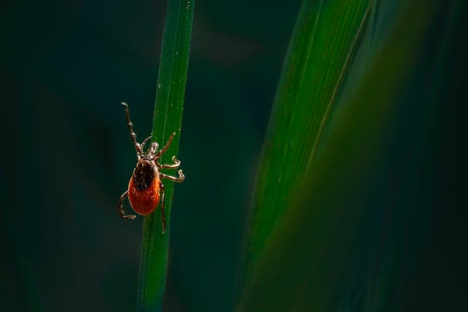 Tick Prevention in Nassau County: Long Island's Growing Tick Problem