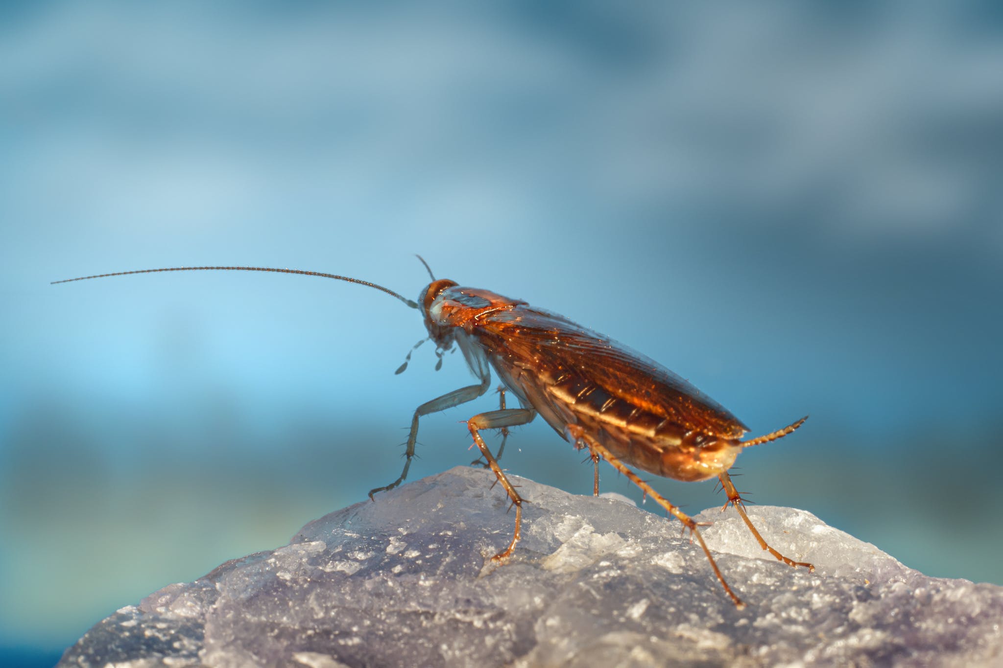 A Cockroach on a Rock 