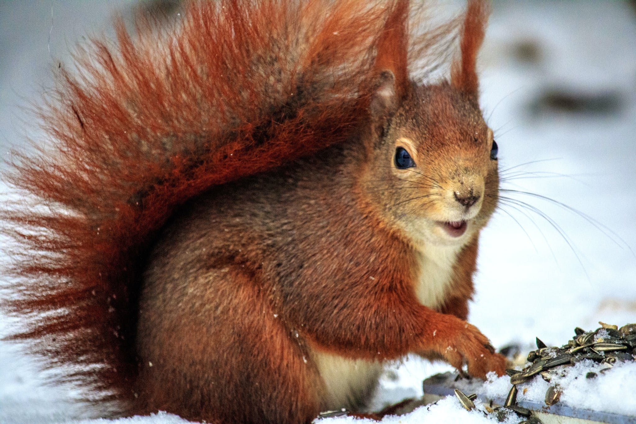 Brown Squirrel Above Snow at Daytime in Selective Focus Photo